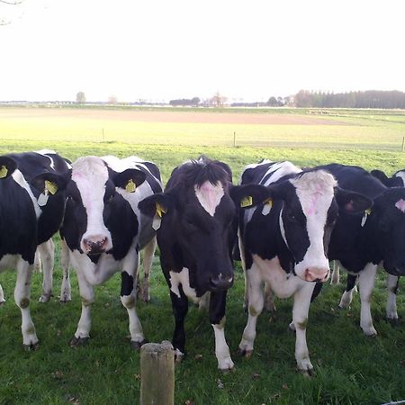 B&B Boerderij Wijtvliet Langeweg Kültér fotó