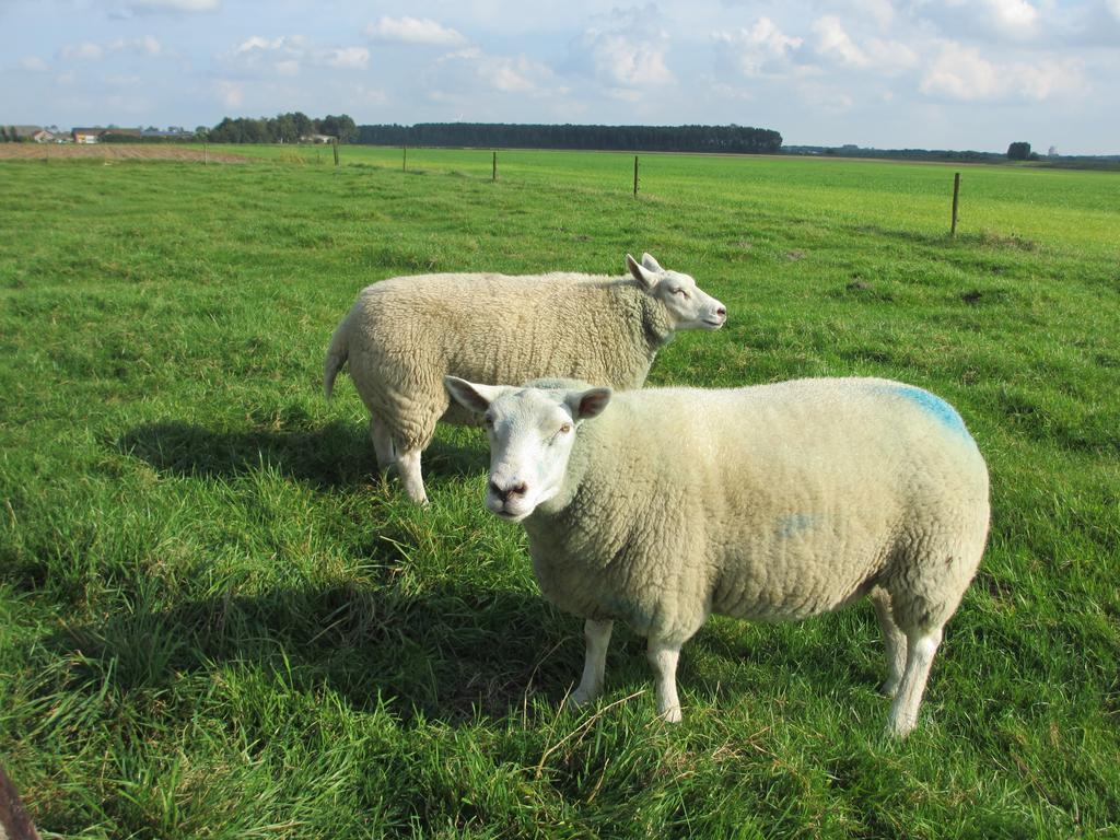 B&B Boerderij Wijtvliet Langeweg Kültér fotó